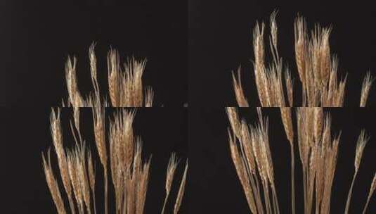 小麦麦穗高清在线视频素材下载
