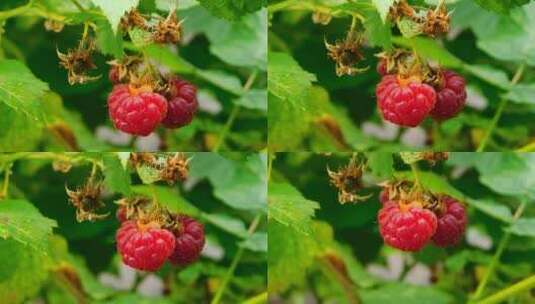 挂在树上的树莓特写高清在线视频素材下载