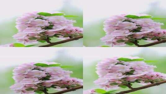 春天中国北京故宫博物院内绽放的海棠花竖屏高清在线视频素材下载
