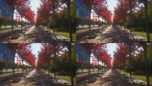 实拍 秋天 红色 枫叶 植物高清在线视频素材下载