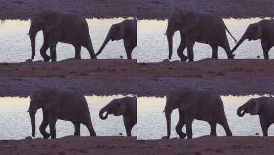 非洲象在河边喝水高清在线视频素材下载