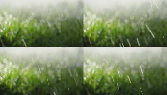 落在草地上的雨滴高清在线视频素材下载