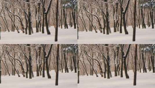 积雪覆盖公园里的树木高清在线视频素材下载