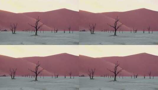 沙漠中枯树的剪影高清在线视频素材下载