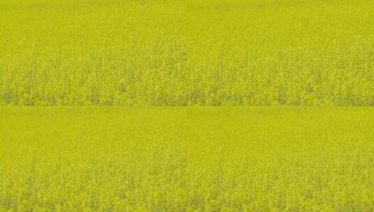 黄色油菜田的特写镜头高清在线视频素材下载