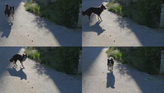 狗狗走在公路上高清在线视频素材下载