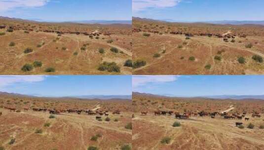 在平原沙漠牧场放牧的牛群的航拍镜头高清在线视频素材下载