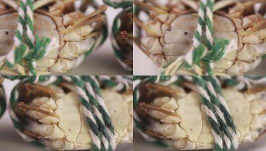 【镜头合集】受伤蟹壳上有伤痕的大闸蟹高清在线视频素材下载