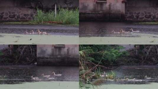 4k实拍下雨天农村池塘里的鸭子们高清在线视频素材下载