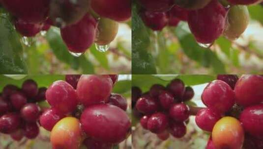 咖啡种植视频野外咖啡果实水滴特写高清在线视频素材下载