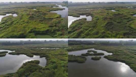 湿地公园白鹭群鸟类高清在线视频素材下载