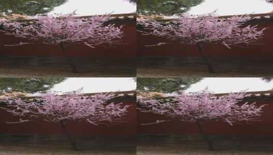 中国北京故宫春季绽放的花高清在线视频素材下载