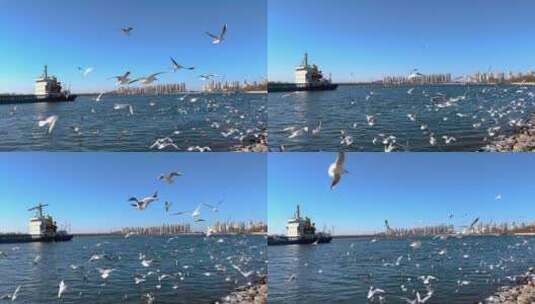 天津滨海新区老码头成群的海鸥高清在线视频素材下载