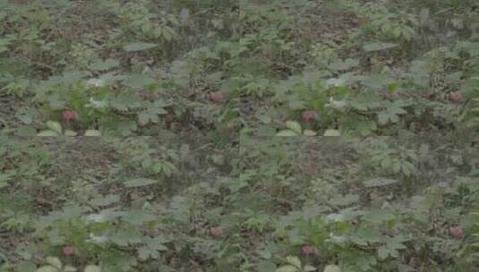 人参林下参种植参籽采收LOG视频高清在线视频素材下载