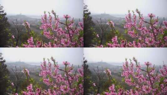 春天的植物花朵高清在线视频素材下载