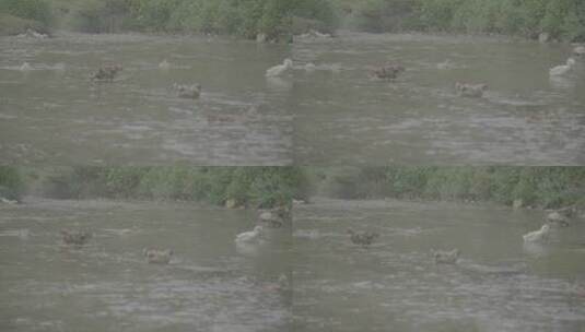 农村小溪里游泳的鸭子LOG高清在线视频素材下载