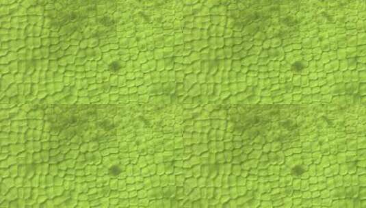 生命科学素材 藻类石莼细胞高清在线视频素材下载