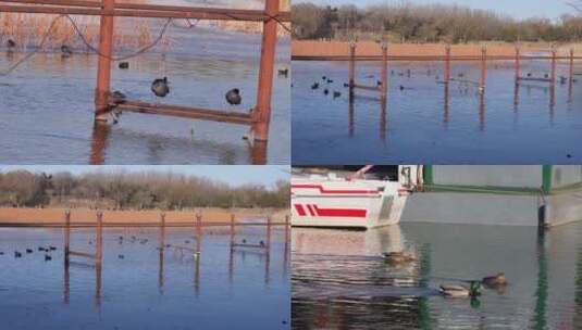 【镜头合集】黑天鹅湖圆明园野鸭芦苇高清在线视频素材下载