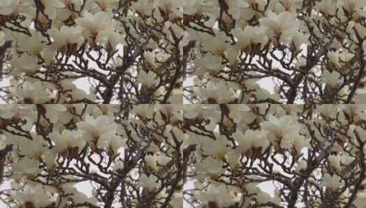 【镜头合集】白色玉兰花鲜花花朵高清在线视频素材下载