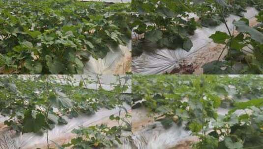 金丝瓜大棚栽培结果实拍高清特写视频素材高清在线视频素材下载