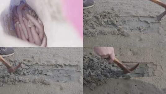 广东海滩赶海挖泥沙虫1高清在线视频素材下载