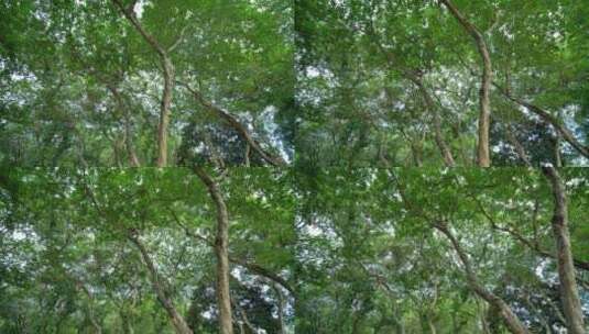 仰视仰拍大树枝叶树荫树林高清在线视频素材下载