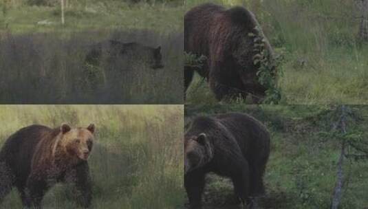 夏季森林中野生棕熊觅食高清在线视频素材下载