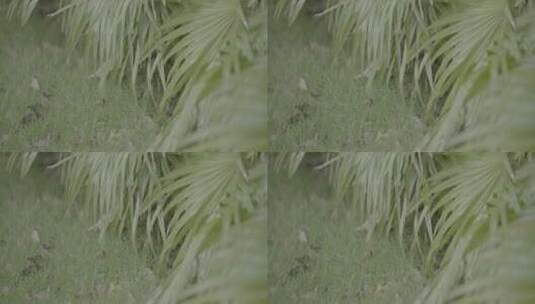 棕榈 园林 绿植  松下S1H v-log拍摄 绿化02高清在线视频素材下载