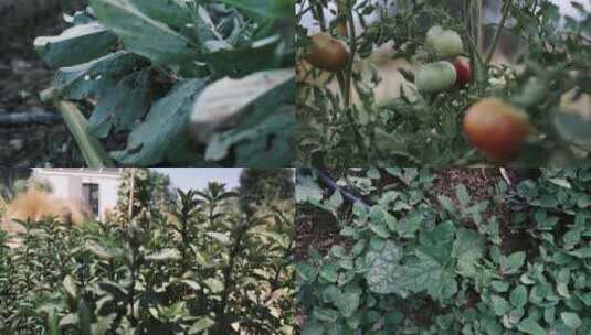 菜园各种农作物秧苗高清在线视频素材下载