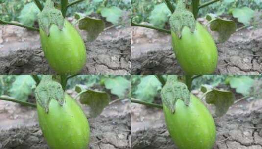 茄子蔬菜特写镜头高清在线视频素材下载