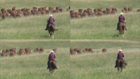 牛仔骑马放牛高清在线视频素材下载