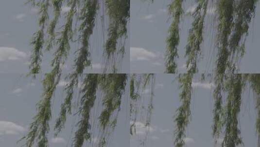 蓝天白云背景下的杨柳LOG高清在线视频素材下载