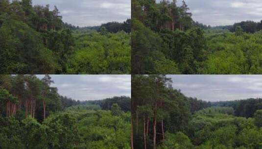 夏天的森林高清在线视频素材下载