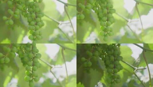 夏日阳光下的葡萄高清在线视频素材下载