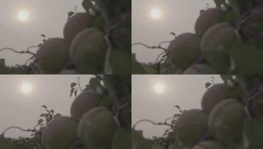 夕阳下的杏树LOG高清在线视频素材下载