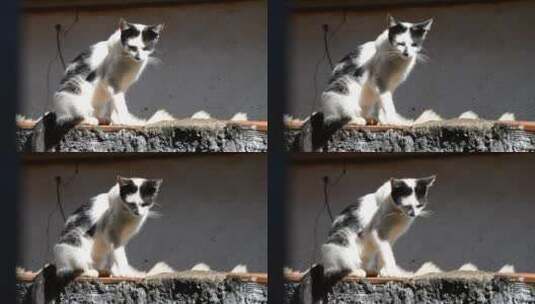 黑白相间的猫在桌子上晒太阳高清在线视频素材下载