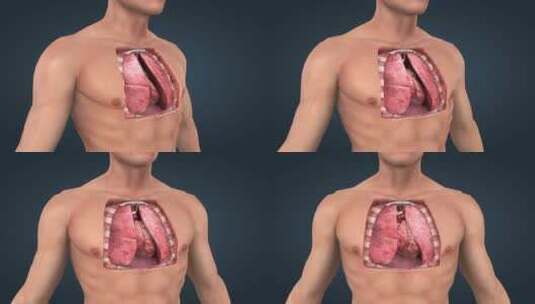 人体解剖心脏肺胸廓重要器官动画16高清在线视频素材下载