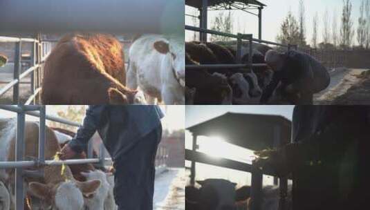 肉牛养殖农民高清在线视频素材下载