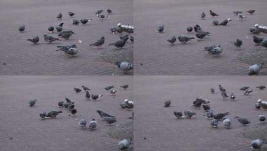 广场上吃食物的鸽子高清在线视频素材下载