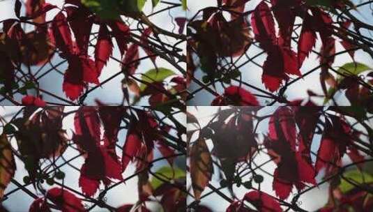 红色野生葡萄逆光下秋季爬山虎叶的特写高清在线视频素材下载