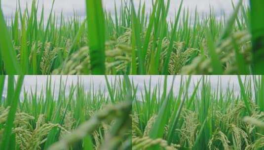 【正版素材】云南水稻Feifan0695高清在线视频素材下载