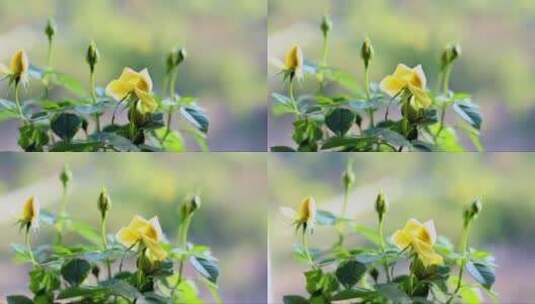 美丽的黄色花朵高清在线视频素材下载