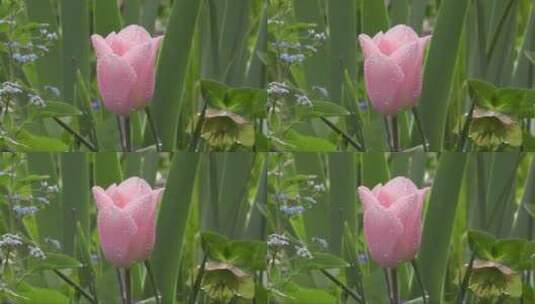 粉色的花朵屹立在雨中高清在线视频素材下载