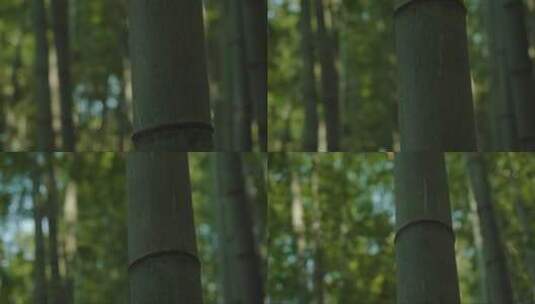 竹子杆部的纹理特写高清在线视频素材下载