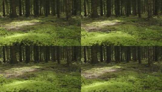 苔藓森林地面高清在线视频素材下载