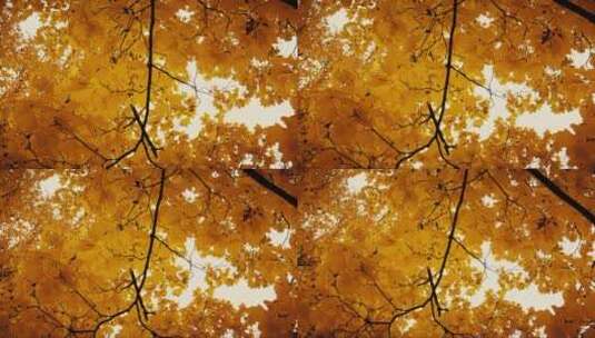 秋天树枝上的黄色枫叶高清在线视频素材下载