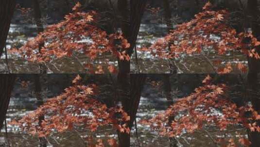 溪边枫树 溪水流淌 枫叶树枝摆动高清在线视频素材下载