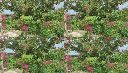 小清新红色植物树木高清在线视频素材下载