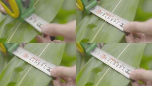 测量玉米叶高清在线视频素材下载