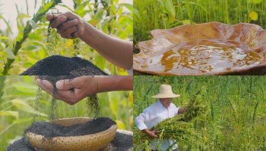 芝麻种植基地高清在线视频素材下载